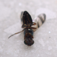 Chaetopsis fulvifrons