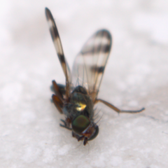 Chaetopsis fulvifrons