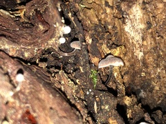 Micromphale arbuticola