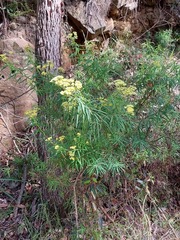 Cassinia aureonitens