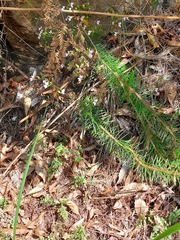 Stylidium laricifolium
