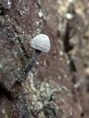 Micromphale arbuticola