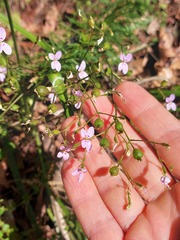 Stylidium laricifolium