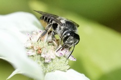Megachile mendica