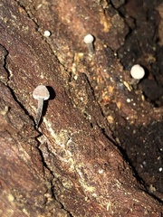 Micromphale arbuticola