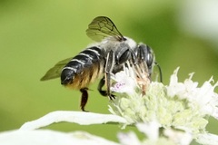 Megachile mendica
