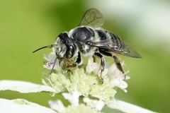 Megachile mendica