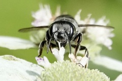 Megachile mendica