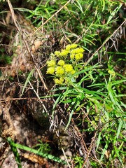 Cassinia aureonitens