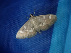 Herpetogramma luctuosalis