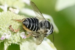 Megachile mendica