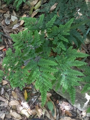 Adiantum formosum