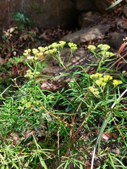 Cassinia aureonitens