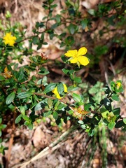 Hibbertia nitida