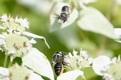Megachile mendica