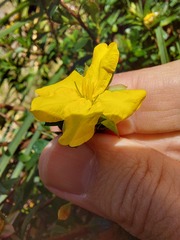 Hibbertia nitida