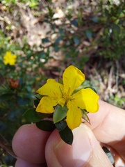Hibbertia nitida