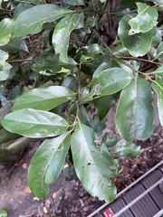 Cryptocarya concinna