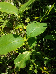 Lonicera hirsuta