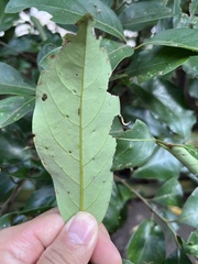 Cryptocarya concinna