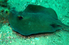 Trygonoptera testacea