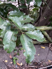 Cryptocarya concinna