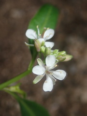 Thelypodium wrightii