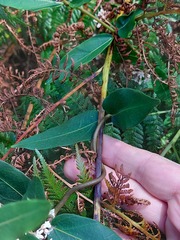 Leichhardtia suaveolens