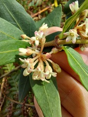 Leichhardtia suaveolens