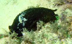 Dendrodoris nigra