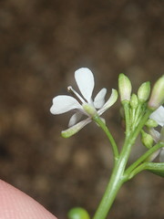 Thelypodium wrightii
