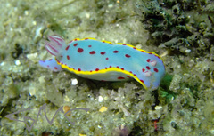 Hypselodoris bennetti