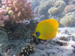 Chaetodon semilarvatus