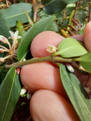 Leichhardtia suaveolens