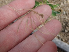 Thelypodium wrightii