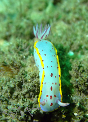 Hypselodoris bennetti