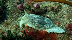 Pleurobranchaea maculata