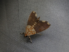 Agrotera posticalis