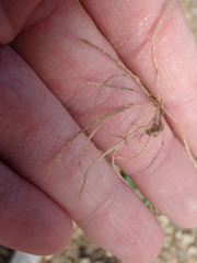 Thelypodium wrightii