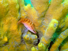 Hypoplectrodes maccullochi