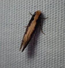 Monopis crocicapitella