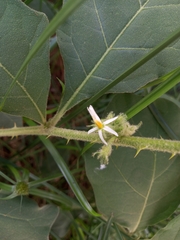 Solanum jamaicense