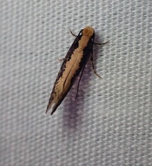 Monopis crocicapitella