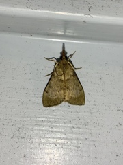 Uresiphita