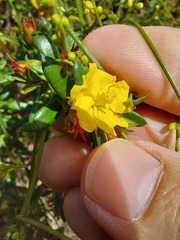 Hibbertia nitida