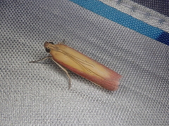 Oncocera semirubella