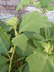 Solanum jamaicense
