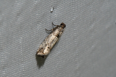 Notocelia culminana