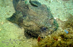 Batrachomoeus dubius