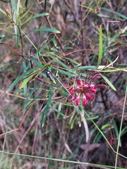 Grevillea diffusa
